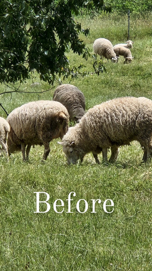 Wool Dish Sponges — Climate Beneficial™, Case of 48