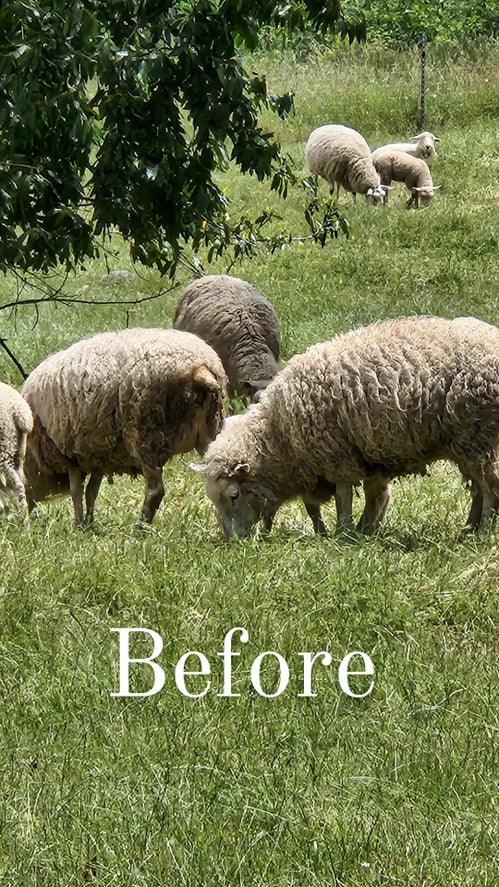 Wool Dish Sponges — Climate Beneficial™, Case of 48