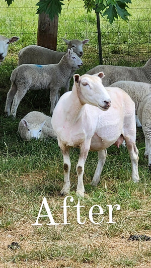 Wool Dish Sponges — Climate Beneficial™, Case of 48