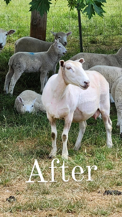 Wool Dish Sponges — Climate Beneficial™, Case of 48