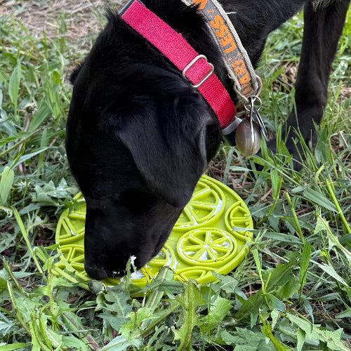 Citrus Design eMat Enrichment Lick Mat | with Suction Cups | USA Made