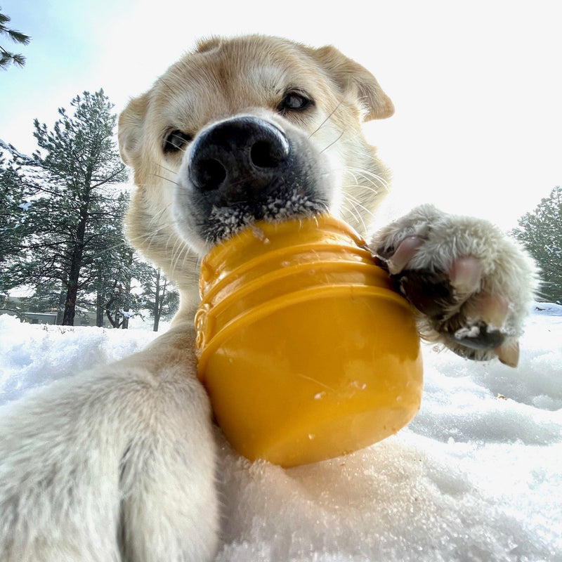 Honey Pot eCup Treat Dispenser | PUP-X Rubber | USA Made