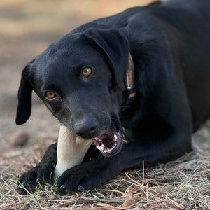 Ever Antler Nylon Chew Bone | Elk Antler Shaped Dog Toy | Made in USA
